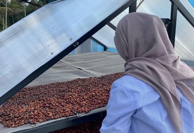 Mahasiswa UMM Kembangkan Smart Farming untuk Petani Kopi