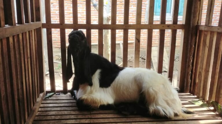 Bikin Susu Kambing Berprotein Tinggi, Mahasiswa UMM Lolos Pembiayaan dari Pemerintah