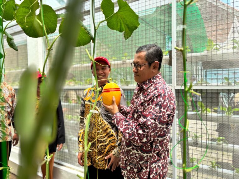 Gunakan Teknologi dan Pupuk Racikan, Begini Melon Produksi Greenhouse UMM