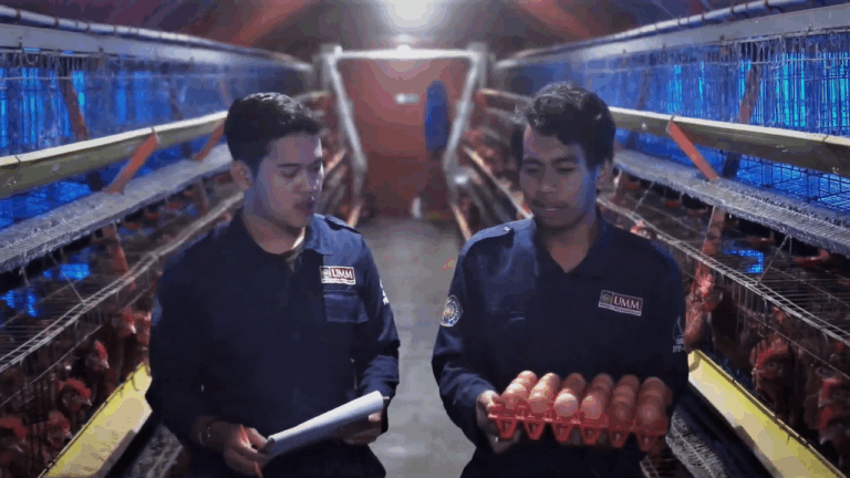 Kelas Unggas UMM Ajarkan Manajemen Krisis Bisnis Ayam Petelur