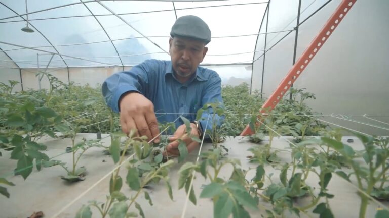 UMM Jadi Satu-satunya Kampus Produsen Kentang Varietas Unggul