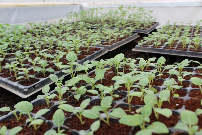 UMM Potato Seeds Kembangkan Benih Kentang Lewat Stek Pucuk Berakar