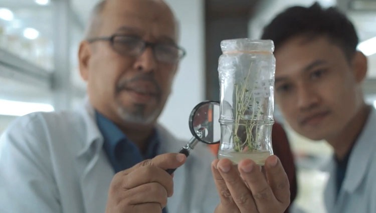UMM Potato Seeds Kembangkan Teknologi Baru, Bisa Percepat Produksi Benih Kentang