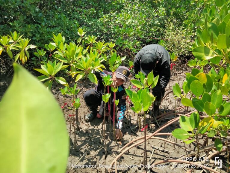 Tim Kehutanan UMM Ajari Anak Muda Pentingnya Pohon Mangrove