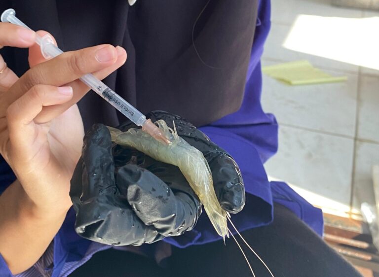 Penelitian Mahasiswa UMM Ini Sukses Atasi Wabah Virus pada Udang Vanname