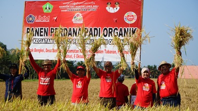 Profesor Penggerak UMM Sukses Panen Padi Organik di Bali hingga 12,5 Ton per Hektar