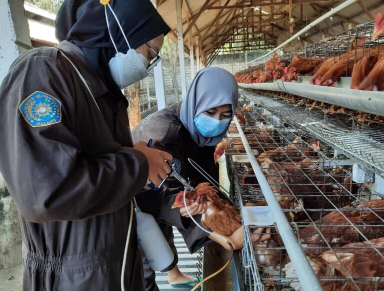 CoE Kelas Profesional Unggas UMM Lahirkan Mahasiswa Lulus Tepat Waktu dan Mandiri
