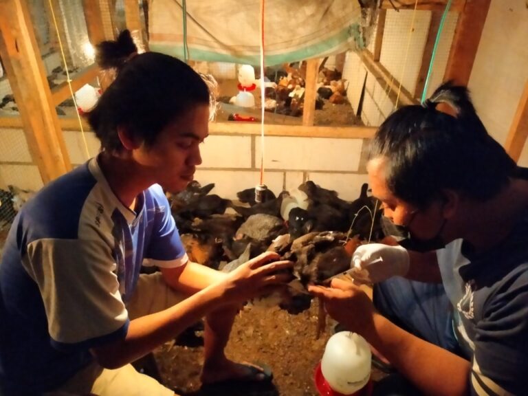 Lebih Terjangkau, Jamu Herbal Cair untuk Ternak Ciptaan Dosen UMM