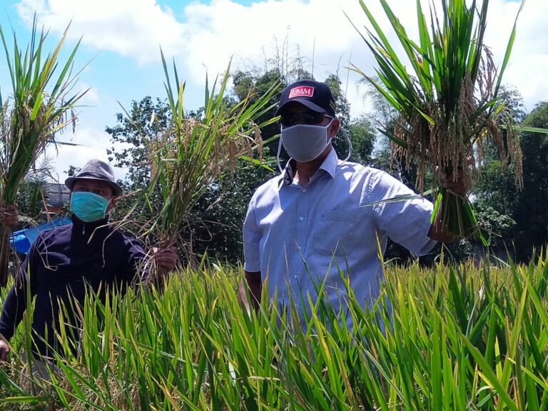 Sukses Kembangkan Padi 400 Bulir Per Batang