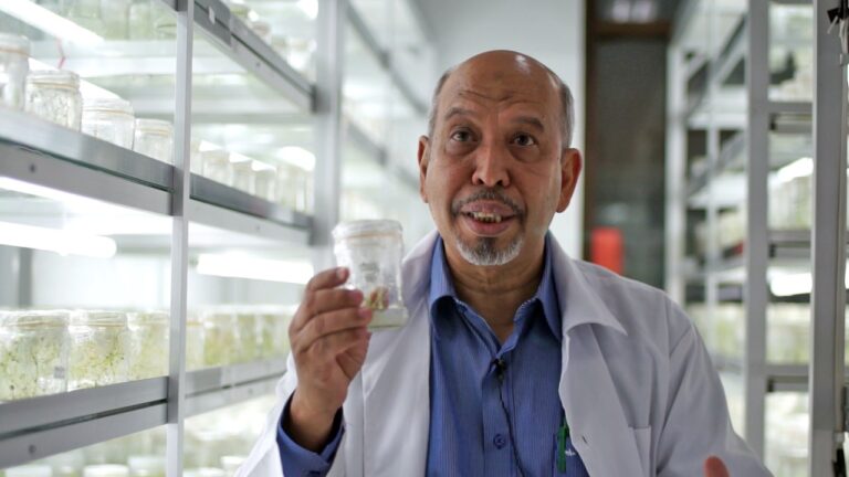 Teknologi Dosen UMM Ini Bantu Petani Kentang Pasok Benih Berkualitas