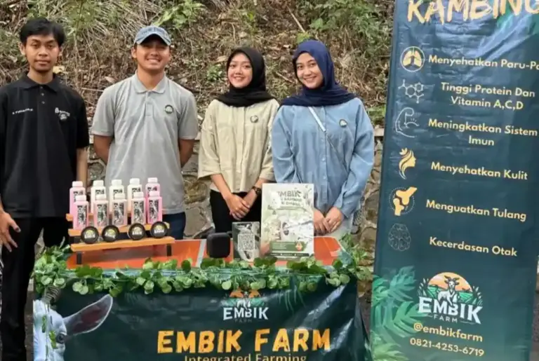 Inovasi Mahasiswa UMM: Bau Prengus Hilang, Susu Kambing Jadi Terapi Kesehatan