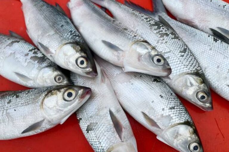 Bandeng Naik Kelas Menuju Panggung Blue Food Global  Sumber: https://agri.kompas.com/read/2026/01/14/075300184/bandeng-naik-kelas-menuju-panggung-blue-food-global.  Editor : Wisnubrata  Membership: https://kmp.im/plus6 Download aplikasi: https://kmp.im/app6