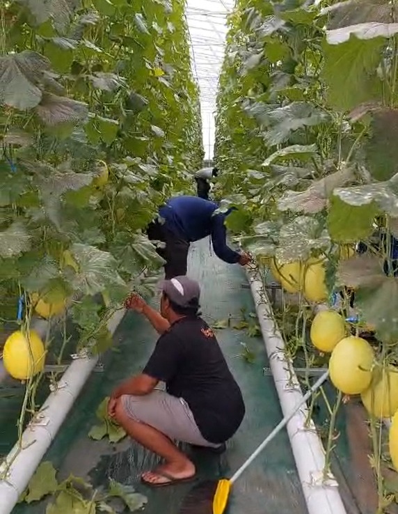 UMM Sulap Desa Sumbergedang Jadi Sentra Smart Farming