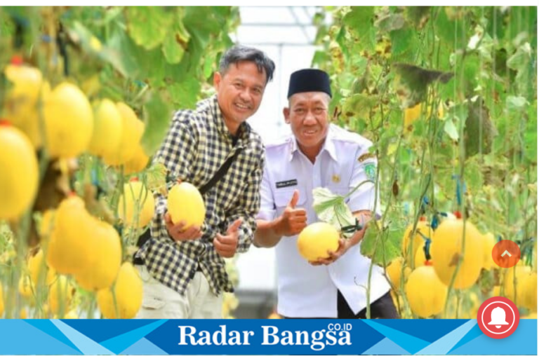Smart Farming Dorong Agrowisata Melon Golden Kinanti di Pasuruan