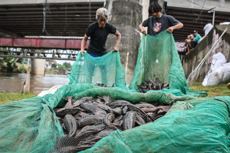 Invasi Ikan Sapu-sapu Ancam Kelestarian Ekosistem Ikan Endemik