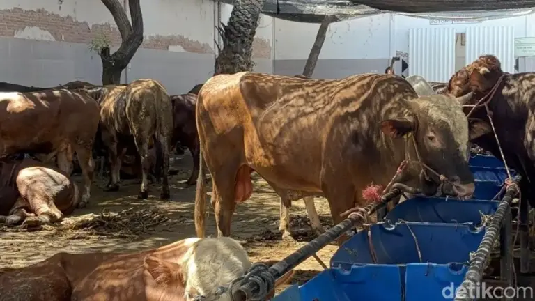 Cara Memilih Hewan Kurban Sehat dan Sesuai Syariat Menurut Pakar UMM