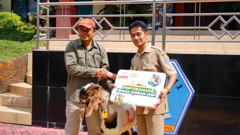 UMM Salurkan Puluhan Hewan Kurban untuk Lapas, Sekolah, sampai Daerah Pelosok